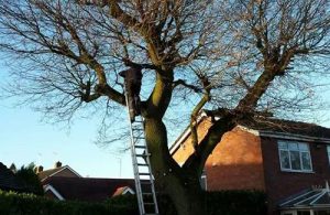 about-arb-tree-services
