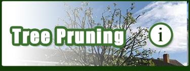Tree-Pruning